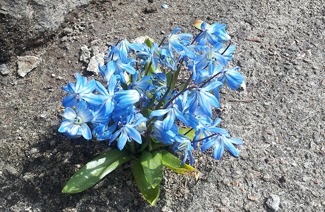Blume, die durch Asphalt wächst